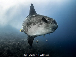 Foible ...

Bump-Head Sunfish - Mola alexandrini

Gil... by Stefan Follows 